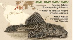 Apakah Ikan Sapu-Sapu Aman Dikomsumsi? Ini Penjelasan Ahli soal Kandungan Logam Berat