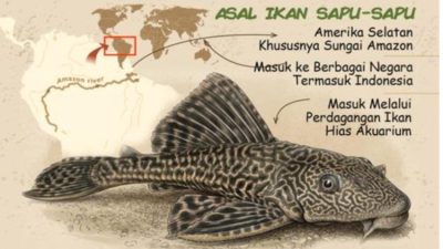 Apakah Ikan Sapu-Sapu Aman Dikomsumsi? Ini Penjelasan Ahli soal Kandungan Logam Berat