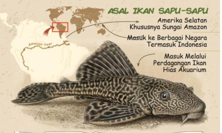 Apakah Ikan Sapu-Sapu Aman Dikomsumsi? Ini Penjelasan Ahli soal Kandungan Logam Berat