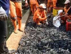 Ikan Sapu-Sapu Jadi Ancaman Nyata Ekosistem Sungai di Indonesia, Ini Kata Peneliti