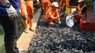 Ikan Sapu-Sapu Jadi Ancaman Nyata Ekosistem Sungai di Indonesia, Ini Kata Peneliti
