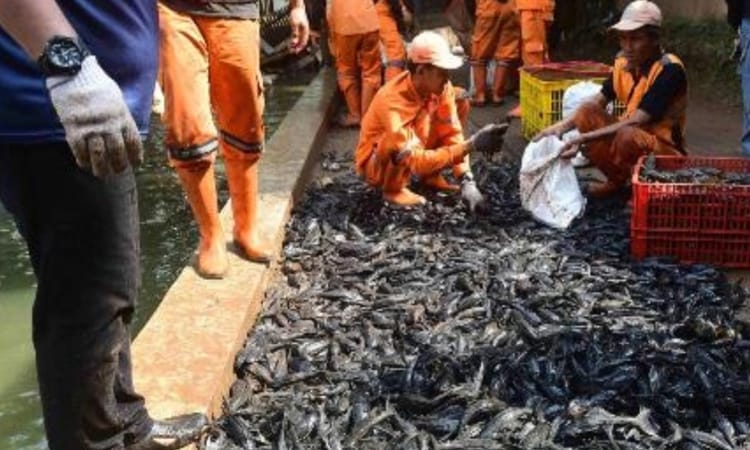 Ikan Sapu-Sapu Jadi Ancaman Nyata Ekosistem Sungai di Indonesia, Ini Kata Peneliti