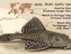 Apakah Ikan Sapu-Sapu Aman Dikomsumsi? Ini Penjelasan Ahli soal Kandungan Logam Berat